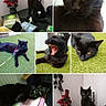 Salem a rejoint le concours — aidez-le/la à gagner de superbes lots ! animal, black_cat, black_fur, cat, close_up, collage, feline, grass, indoor, lying_down, open_mouth, outdoor, pet, portrait, red_roses, sitting, sleeping, table, yawning, yellow_eyes