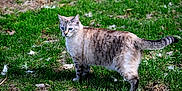 Nova is registered to the contest to win money with this photo: cat, tabby, blue_eyes, animal, pet, outdoor, grass, nature, feline, mammal, whiskers, alert, standing, fur, tail, daylight, greenery, eyes, walking, curious