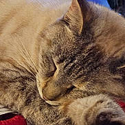 Nova is registered to the contest to win money with this photo: cat, tabby, sleeping, close_up, fur, paw, pet, cozy, domestic_animal, resting, whiskers, animal, cute, feline, indoor, relaxing, soft, peaceful, face, mammal