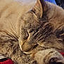 cat, tabby, sleeping, close_up, fur, paw, pet, cozy, domestic_animal, resting, whiskers, animal, cute, feline, indoor, relaxing, soft, peaceful, face, mammal