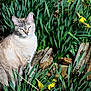 Nova is registered to the contest to win money with this photo: cat, animal, outdoor, greenery, flowers, yellow_flowers, plant, nature, sunlight, sitting, fur, face, ears, whiskers, wood, rustic, garden, leaf, daylight, closeup