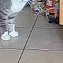animal, blurred, cat, curious, domestic_cat, ears, feline, floor, household_items, indoor, looking, packaging, pet, standing, tabby, tail, tile_floor, whiskers, white_paws, wide_eyes
