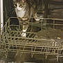 animal, appliance, cat, cleaning, container, curious, dishwasher, domestic, feline, gray, household, indoor, kitchen, looking, metal, open, pet, rack, tabby, white