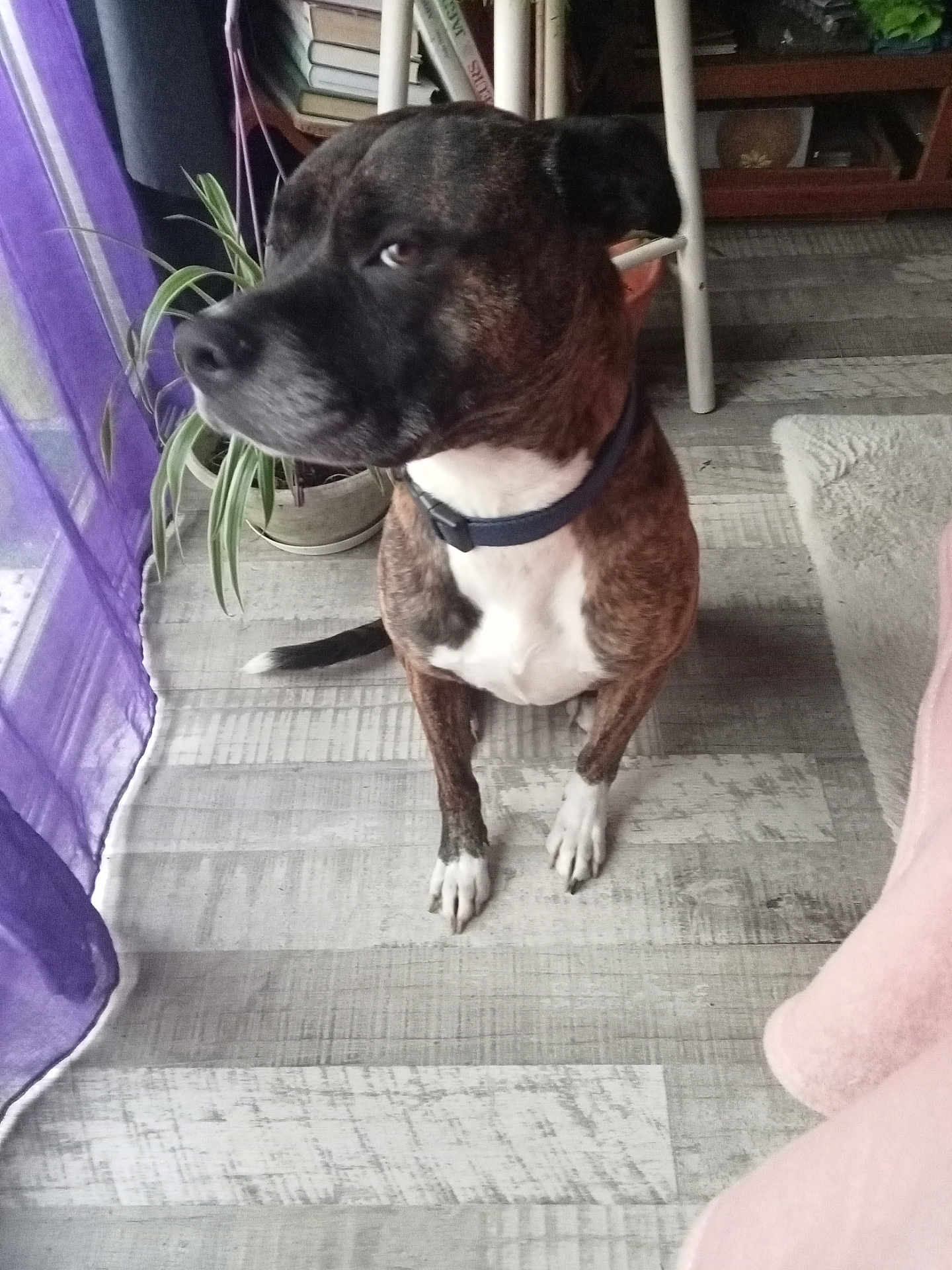 Rex a rejoint le concours — aidez-le/la à gagner de superbes lots ! dog, brindle, collar, indoor, floor, plant, potted_plant, curtain, purple_curtain, wooden_floor, white_paws, furniture, chair_leg, rug, pet, canine, side_view, domestic_animal, animal, looking_away