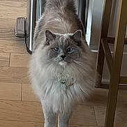 Yuki is registered to the contest to win money with this photo: alert, blue_eyes, cat, collar, cute, domestic_animal, ears, feline, fluffy, furniture, household, indoor, kitchen, mammal, pet, portrait, standing, tail, whiskers, wooden_floor