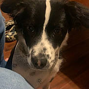 Apollo joined the competition — help win amazing prizes! dog, black_and_white, bandana, indoor, wooden_floor, pet, curious, close_up, canine, knee, jeans, ripped_jeans, spot, nose, ears, animal, domestic, furniture, home, casual