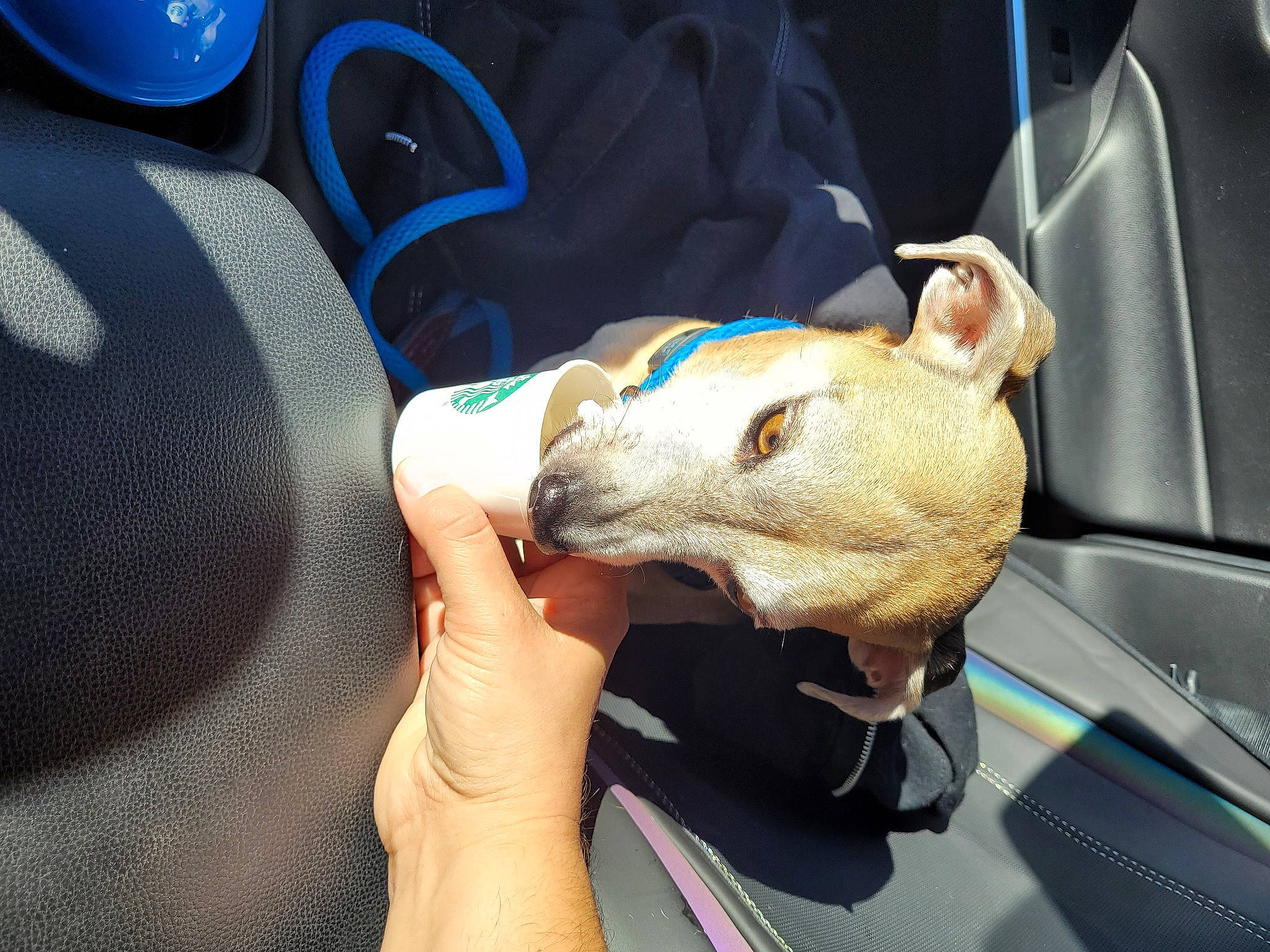 Paulo joined the competition — help win amazing prizes! auto_part, automotive_exterior, automotive_lighting, blue, bumper, car, car_seat, carnivore, comfort, electric_blue, fawn, hood, motor_vehicle, nail, personal_luxury_car, snout, vehicle, vehicle_door, windshield, wrist