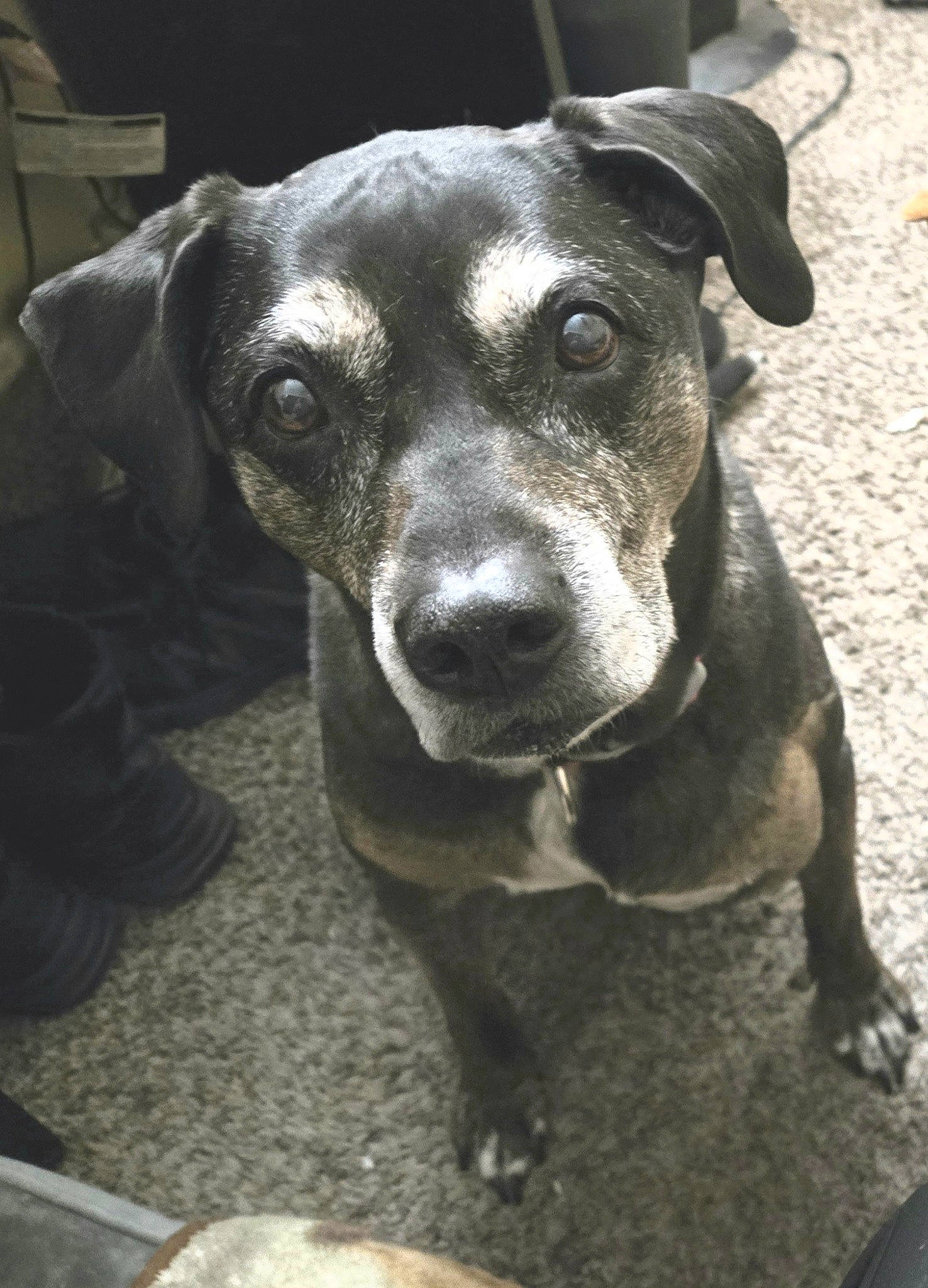 Dutchess joined the competition — help win amazing prizes! canidae, carnivore, companion_dog, dog, dog_breed, guard_dog, hunting_dog, kitchen_utensil, non_sporting_group, snout, sporting_group, street_dog, terrestrial_animal, whiskers, working_animal, working_dog