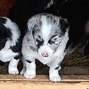 Jango joined the competition — help win amazing prizes! puppy, dog, black_and_white, speckled, hay, wooden_pen, cute, young, animal, pet, fur, small, sleepy, outdoor, group, walking, closeup, adorable, nature, livestock