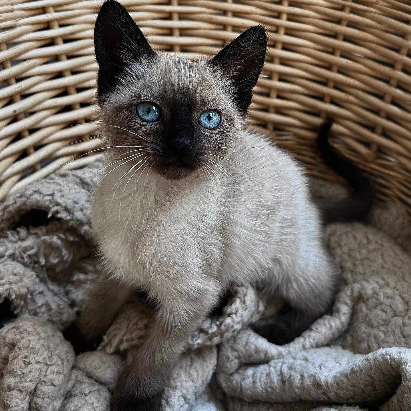 Constellation participe au concours pour gagner de l'argent avec cette photo : animal, basket, blanket, cat, kitten, pet, quilt, siamese
