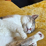 Marzi is registered to the contest to win money with this photo: animal, carpet, cat, comfort, couch, cozy, cute, domestic, feline, fur, indoor, nap, paws, pet, relaxation, resting, sleeping, soft, whiskers, yellow_couch
