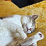 animal, carpet, cat, comfort, couch, cozy, cute, domestic, feline, fur, indoor, nap, paws, pet, relaxation, resting, sleeping, soft, whiskers, yellow_couch