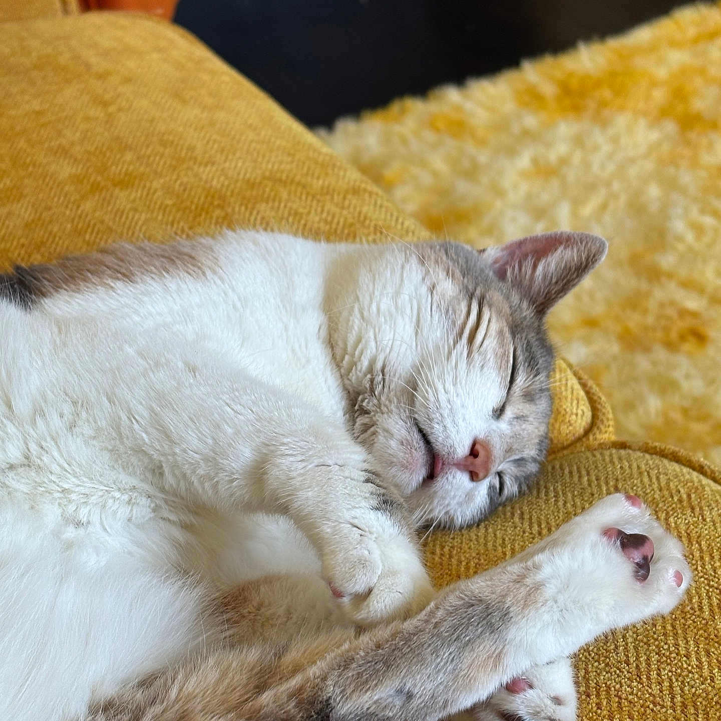 Marzi is registered to the contest to win money with this photo: animal, carpet, cat, comfort, couch, cozy, cute, domestic, feline, fur, indoor, nap, paws, pet, relaxation, resting, sleeping, soft, whiskers, yellow_couch