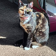 Lilith Narcissa joined the competition — help win amazing prizes! animal, bell, carpet, cat, collar, cute, domestic, feline, fur, home, indoor, pet, relaxed, shadow, sitting, sunlight, tortoiseshell_cat, vacuum_cleaner, whiskers, window