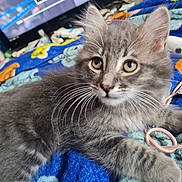 Murphy is registered to the contest to win money with this photo: cat, kitten, gray_fur, whiskers, blanket, blue_blanket, yellow_pattern, indoor, pet, curious, lying_down, close_up, feline, domestic_animal, soft_texture, cable, electronics, television, cozy, resting