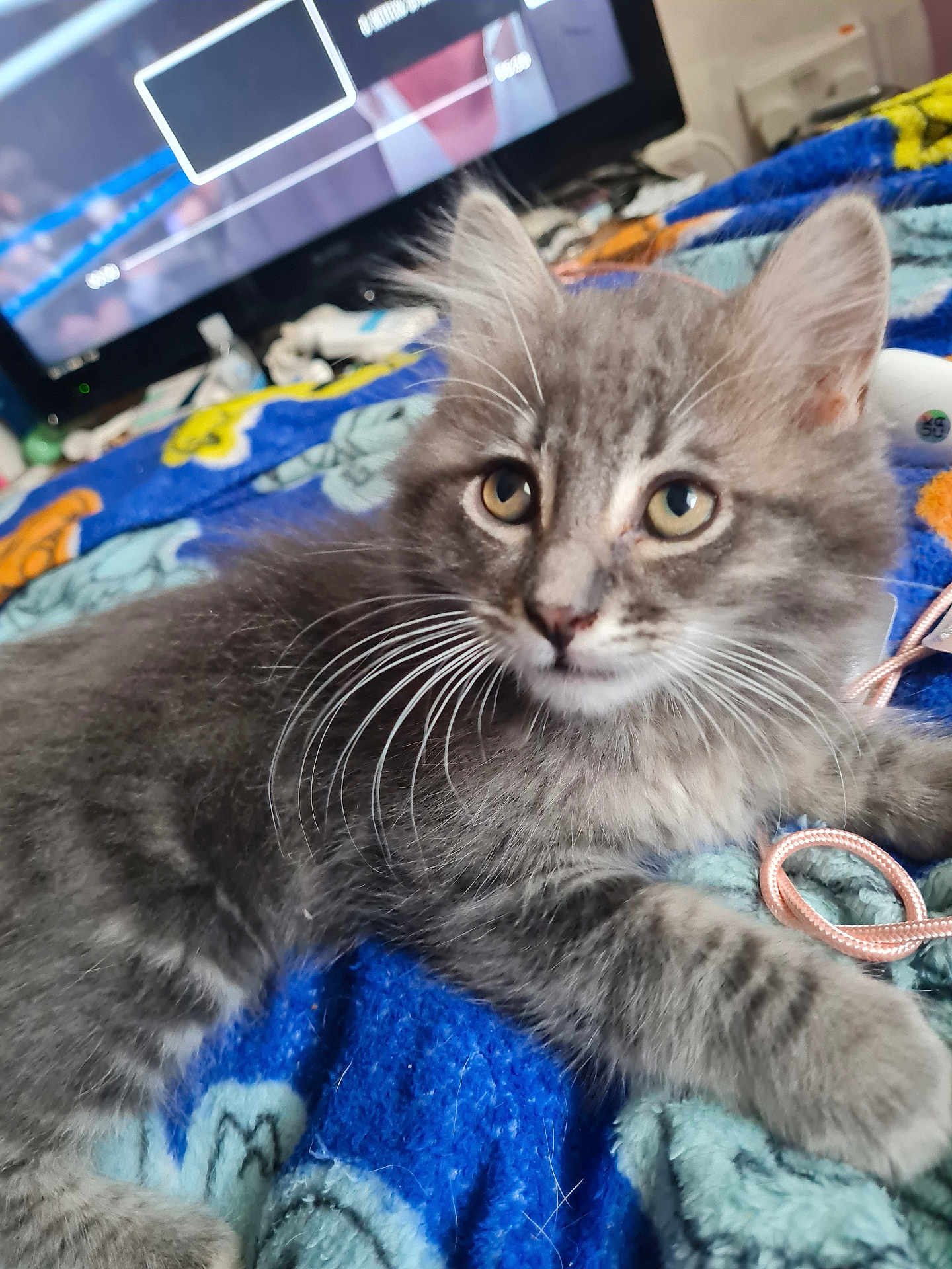 Murphy is registered to the contest to win money with this photo: cat, kitten, gray_fur, whiskers, blanket, blue_blanket, yellow_pattern, indoor, pet, curious, lying_down, close_up, feline, domestic_animal, soft_texture, cable, electronics, television, cozy, resting