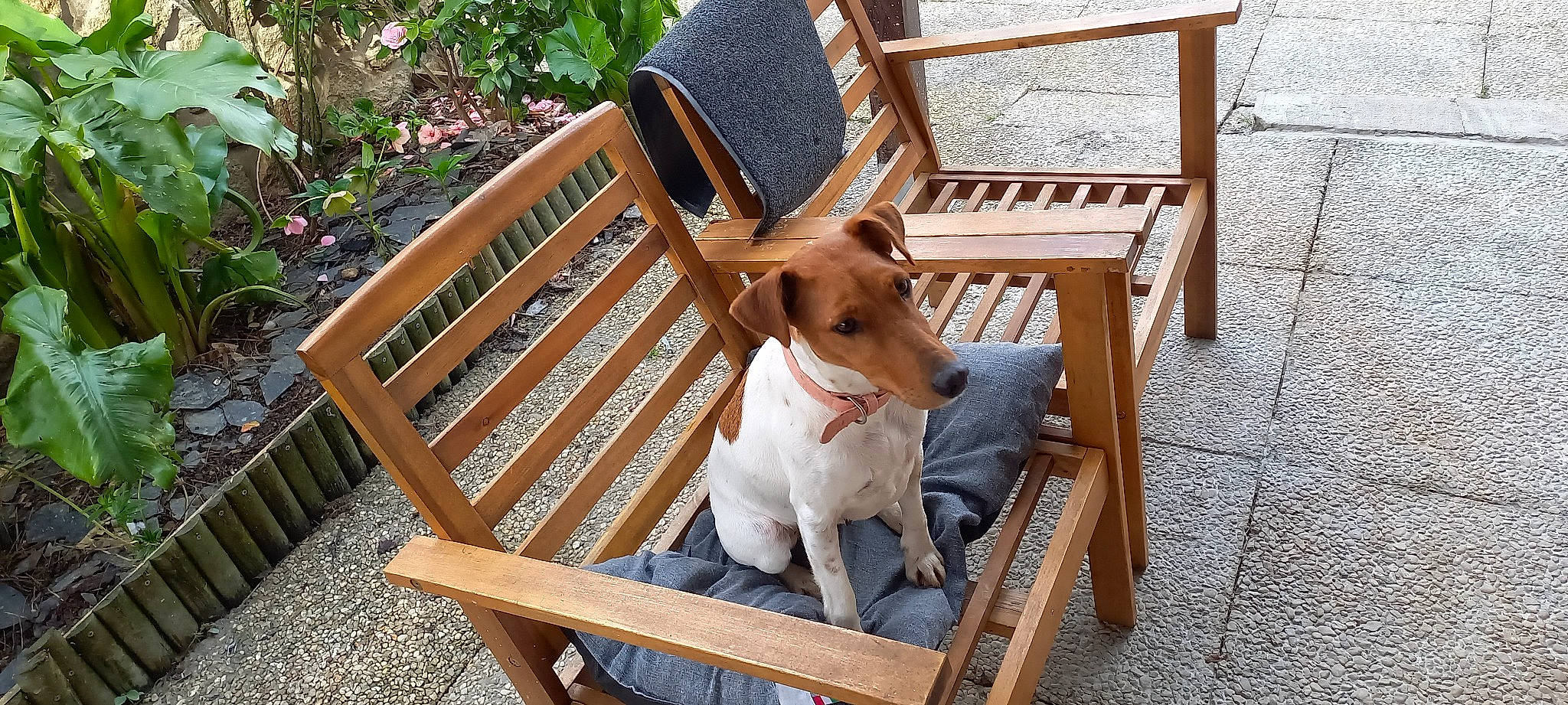 Ruby a rejoint le concours — aidez-le/la à gagner de superbes lots ! carnivore, chair, companion_dog, dog, dog_breed, dog_supply, fawn, flooring, furniture, grass, hardwood, outdoor_bench, outdoor_furniture, pet_supply, plant, sporting_group, wicker, wood, wood_stain, working_animal