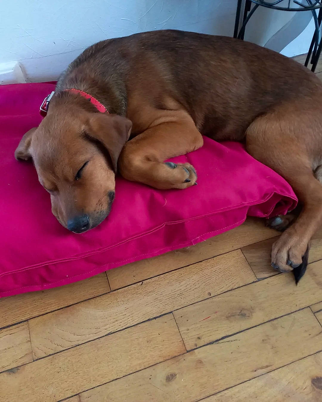 Pato participe au concours pour gagner de l'argent avec cette photo : canidae, carnivore, comfort, companion_dog, dog, dog_breed, dog_supply, fawn, flooring, hardwood, liver, nap, paw, pet_supply, sleep, snout, sporting_group, wood, wood_flooring, working_animal