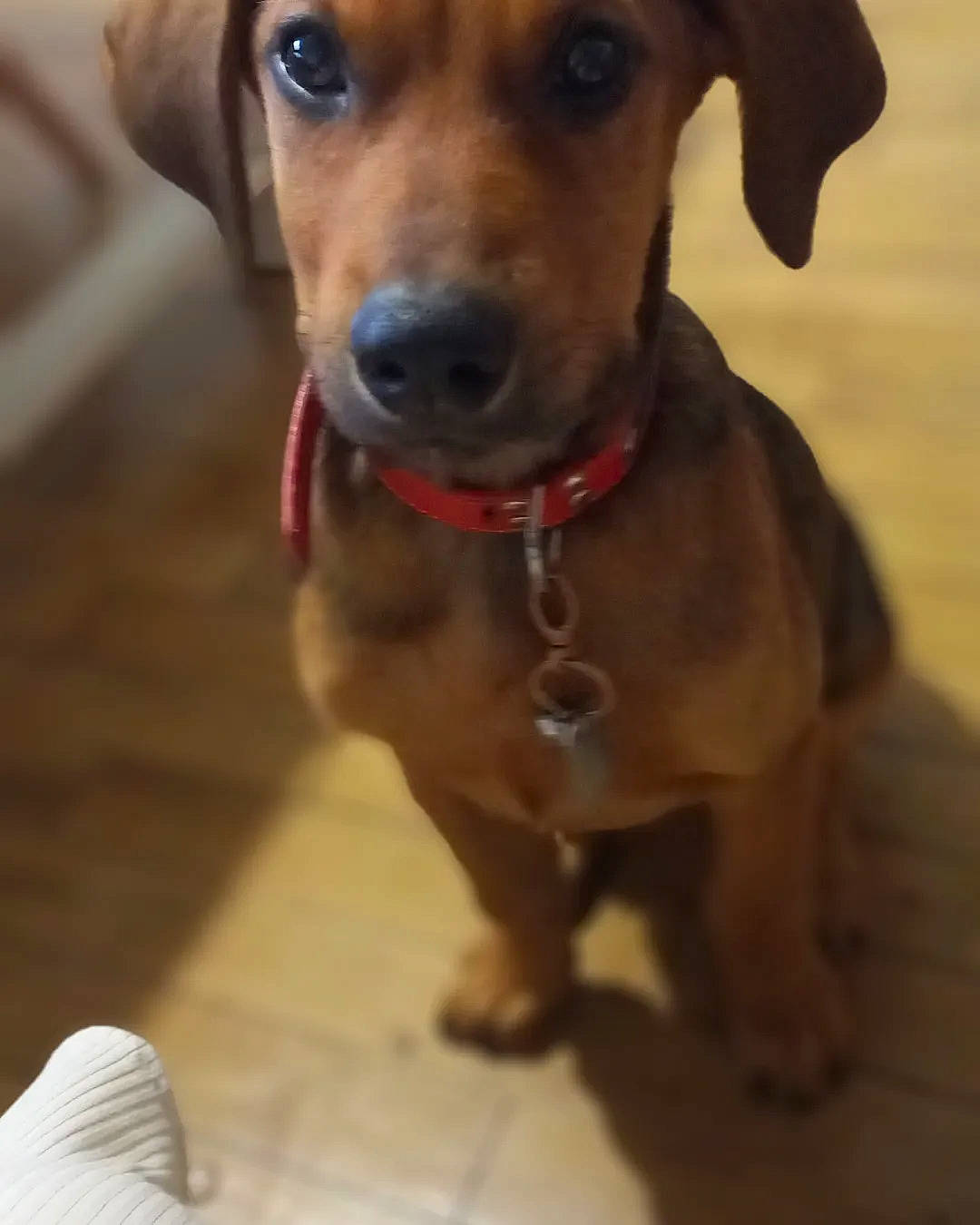 Pato participe au concours pour gagner de l'argent avec cette photo : canidae, carnivore, collar, companion_dog, dog, dog_breed, dog_collar, dog_supply, ear, eye, fawn, flooring, fur, liver, pet_supply, snout, sporting_group, whiskers, wood, working_animal