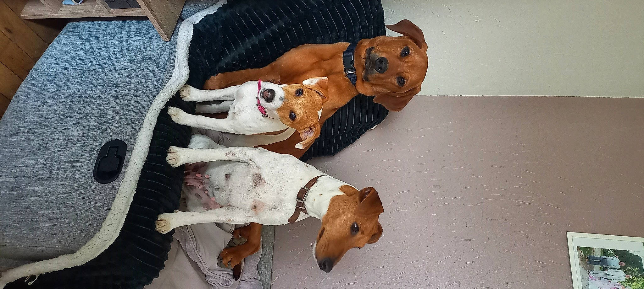 Pato participe au concours pour gagner de l'argent avec cette photo : ancient_dog_breeds, canidae, carnivore, collar, comfort, companion_dog, dog, dog_breed, dog_clothes, dog_supply, fawn, hound, mammal, non_sporting_group, pet_supply, puppy, snout, sporting_group, tail, working_animal