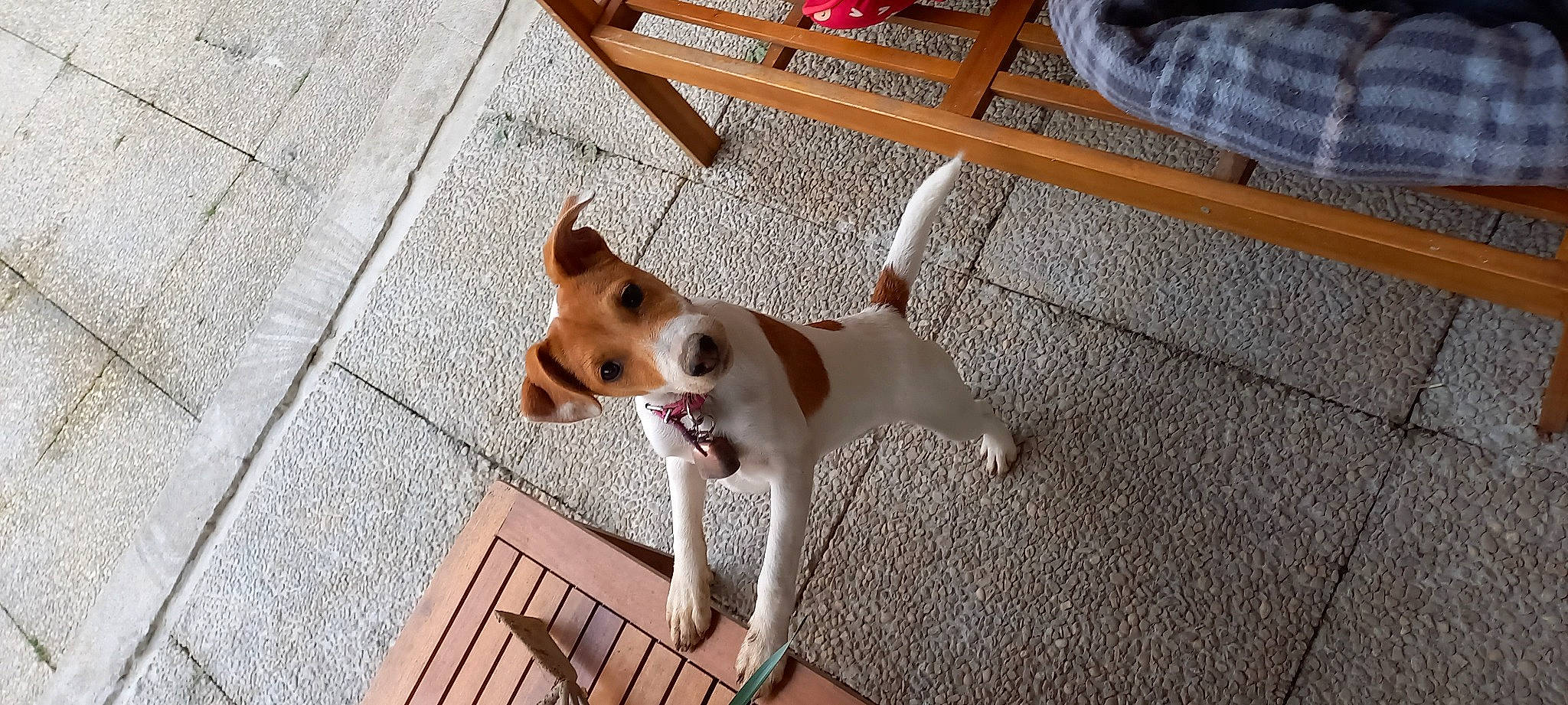 Saphire a rejoint le concours — aidez-le/la à gagner de superbes lots ! carnivore, companion_dog, dog, dog_breed, dog_supply, door, fawn, floor, flooring, hardwood, irishjacks, non_sporting_group, paw, snout, sporting_group, tail, terrestrial_animal, wood, working_animal