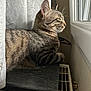 cat, tabby, windowsill, curtain, indoor, resting, relaxed, feline, pet, side_view, natural_light, close_up, whiskers, fur, ears, home, quiet, peaceful, window, radiator