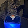 cat, tabby, water_fountain, blue_light, indoor, pet, animal, curious, table, flower_shaped_spout, drinking_water, focused, domestic_cat, feline, household, close_up, night_light, reflection, gaze, still_life