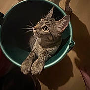 Titi participe au concours pour gagner de l'argent avec cette photo : cat, tabby_cat, bucket, indoor, wooden_floor, pet, curious, animal, paws, dog_legs, shadow, looking_up, domestic_animal, feline, companion, household, cozy, playful, closeup, whiskers
