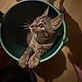 cat, tabby_cat, bucket, indoor, wooden_floor, pet, curious, animal, paws, dog_legs, shadow, looking_up, domestic_animal, feline, companion, household, cozy, playful, closeup, whiskers