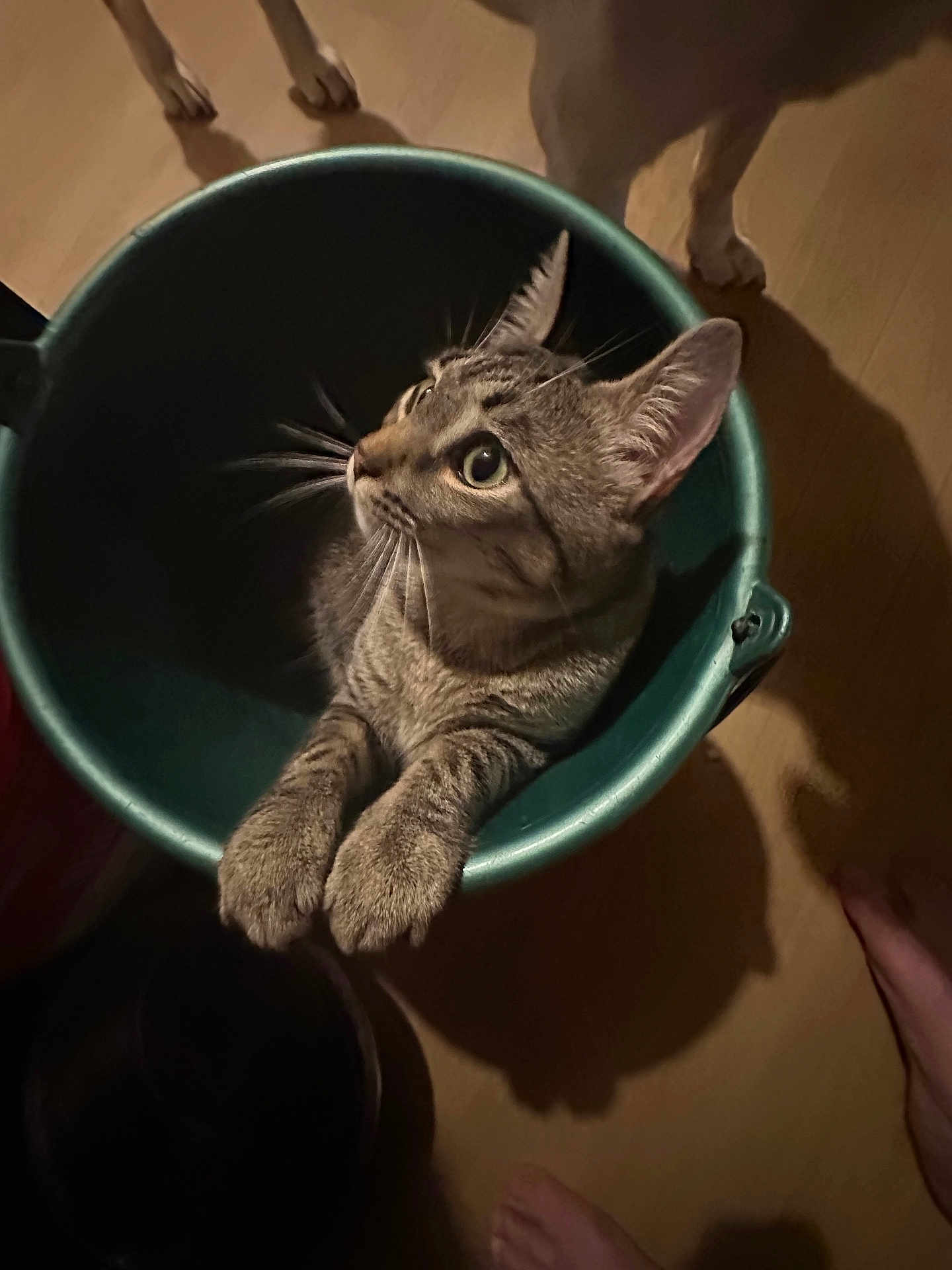 Titi