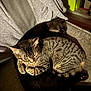 cat, tabby_cat, black_cat, sleeping, couch, cozy, pets, fur, animal, domestic_cat, resting, indoor, cute, companionship, curled_up, feline, striped, shadow, relaxation, home