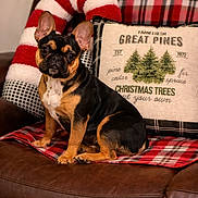 Tilly is registered to the contest to win money with this photo: dog, french_bulldog, leather_couch, plaid_blanket, christmas_pillow, candy_cane_pillow, indoor, pet, holiday_decor, festive, brown, black, tan, sitting, looking_at_camera, cozy, home, decor, cute, animal