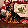 dog, french_bulldog, leather_couch, plaid_blanket, christmas_pillow, candy_cane_pillow, indoor, pet, holiday_decor, festive, brown, black, tan, sitting, looking_at_camera, cozy, home, decor, cute, animal