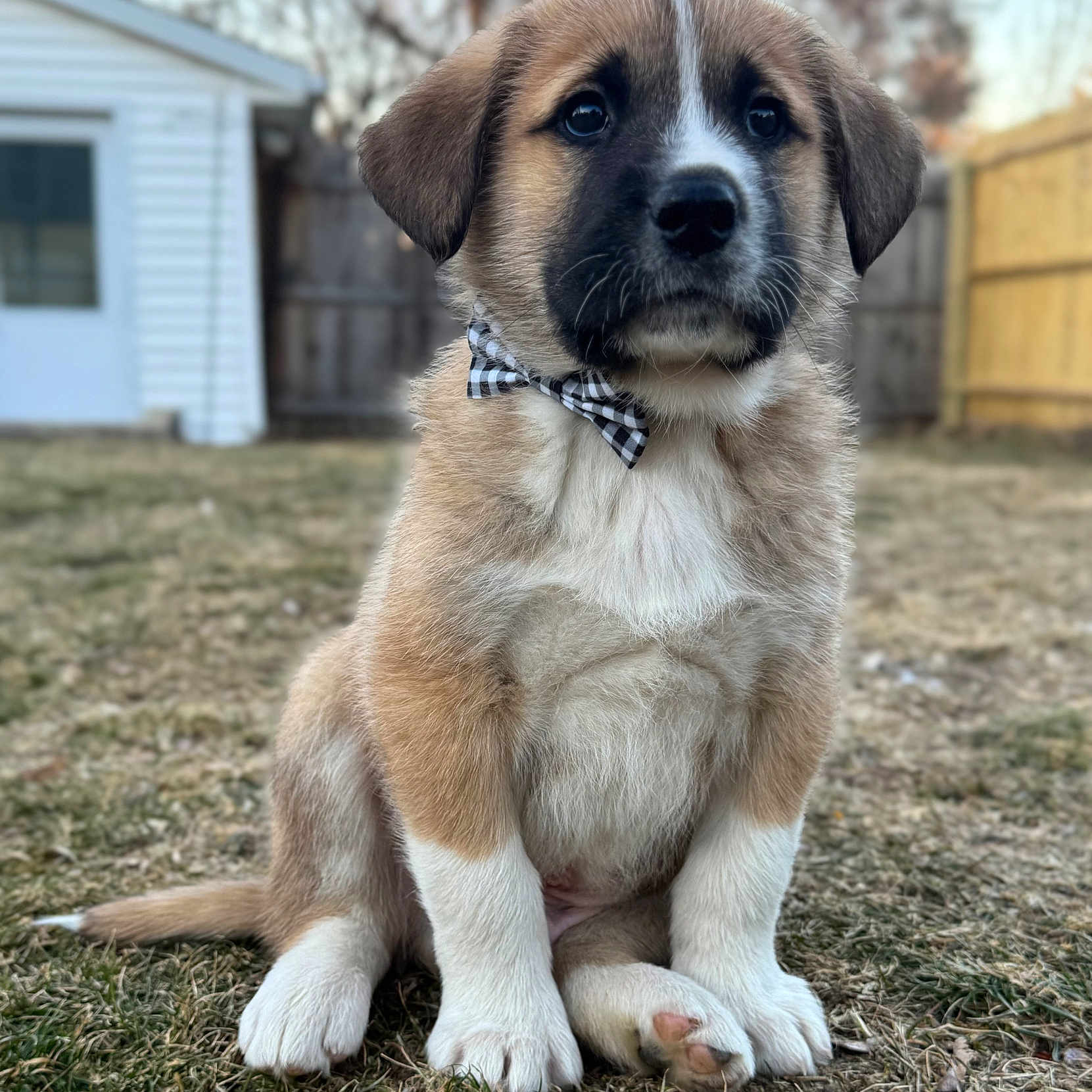 Archie is registered to the contest to win money with this photo: accessories, animal, architecture, beagle, building, canine, dog, goldenretriever, grass, hound, labradorretriever, lawn, nature, outdoors, pet, plant, puppy, shelter, strap, yard