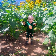 Bode Reid Jolly is registered to the contest to win money with this photo: baby, blue_sky, boots, child, dirt, farmland, flowers, football_clothing, garden, green_shirt, greenery, happy, nature, outdoor, patterned_pants, portrait, standing, sunflower_field, sunflowers, sunlight