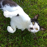 Monkey is registered to the contest to win money with this photo: animal, black_and_white, cat, closeup, cute, domestic_cat, ears, eyes, fur, grass, green, lying_down, mammal, nature, outdoor, pet, playful, relaxed, sunlight, whiskers