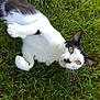 animal, black_and_white, cat, closeup, cute, domestic_cat, ears, eyes, fur, grass, green, lying_down, mammal, nature, outdoor, pet, playful, relaxed, sunlight, whiskers