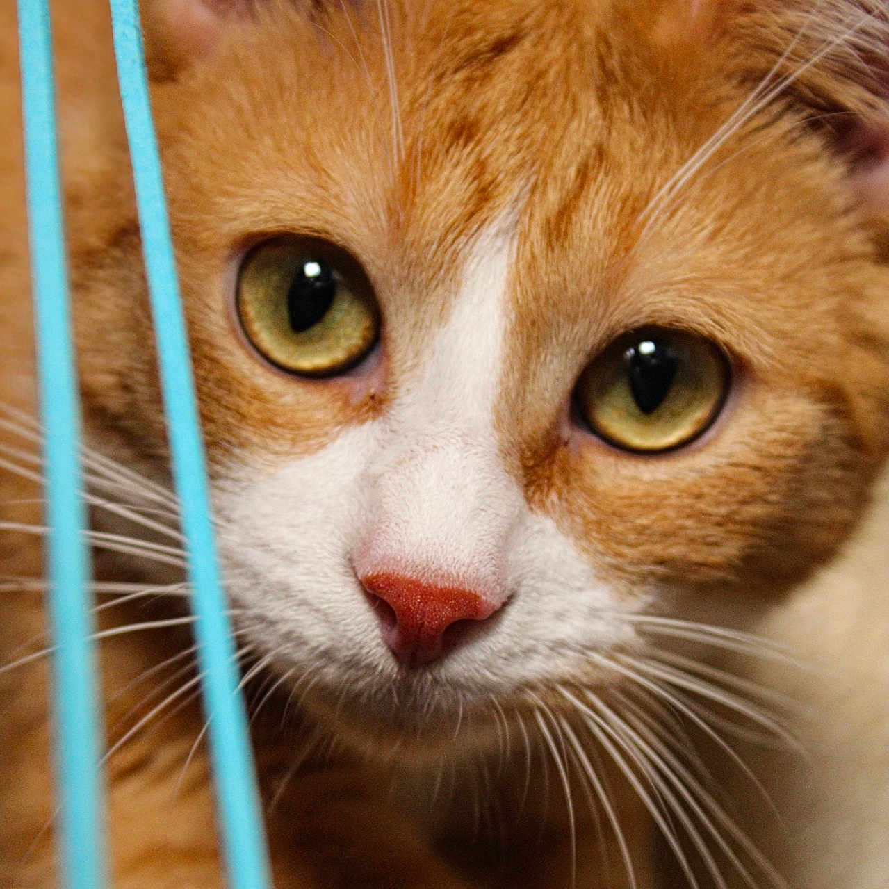 Willy a rejoint le concours — aidez-le/la à gagner de superbes lots ! animal, cat, close_up, curious, ears, eyes, feline, focus, fur, green_eyes, head, indoor, orange_cat, pet, pink_nose, playful, portrait, string, whiskers, white_fur