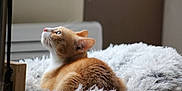 Willy participe au concours pour gagner de l'argent avec cette photo : animal, bedroom, cat, cozy, curious, cute, domestic_animal, feline, fluffy_blanket, fur, indoor, looking_up, orange_cat, pet, relaxed, resting, sleepy, soft_light, whiskers, window_light