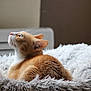 Willy participe au concours pour gagner de l'argent avec cette photo : cat, orange_cat, fluffy_blanket, indoor, pet, feline, cozy, relaxed, looking_up, soft_light, fur, whiskers, bedroom, window_light, domestic_animal, cute, resting, curious, animal, sleepy