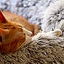 cat, orange_cat, sleeping, paw, fluffy_blanket, close_up, whiskers, pet, feline, relaxed, cozy, indoor, soft_texture, fur, animal, cute, resting, comfort, domestic_cat, nap