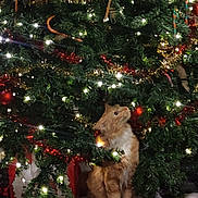 Meatball is registered to the contest to win money with this photo: cat, christmas_tree, ornaments, lights, gift_wrap, holiday, decorations, indoor, pet, feline, festive, pine, greenery, curious, animal, christmas, celebration, red, white, orange_cat