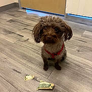 Rocket joined the competition — help win amazing prizes! dog, small_dog, brown_dog, curious, indoor, wooden_floor, flooring, red_harness, money, torn_money, chewed_money, door, closed_door, light_under_door, pet, cute, sitting, animal, mischievous, floor