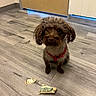 dog, small_dog, brown_dog, curious, indoor, wooden_floor, flooring, red_harness, money, torn_money, chewed_money, door, closed_door, light_under_door, pet, cute, sitting, animal, mischievous, floor