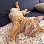 cat, kitten, sleeping, orange_tabby, quilt, teddy_bear_pattern, couch, pillow, indoor, pet, fur, whiskers, relaxation, cute, animal, nap, close_up, cozy, resting, soft