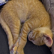 Tigrou participe au concours pour gagner de l'argent avec cette photo : cat, kitten, sleeping, orange_tabby, curled_up, fur, paw, whiskers, cozy, resting, pet, animal, cute, indoor, blanket, soft, closeup, feline, nap, relaxed