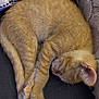 cat, kitten, sleeping, orange_tabby, curled_up, fur, paw, whiskers, cozy, resting, pet, animal, cute, indoor, blanket, soft, closeup, feline, nap, relaxed