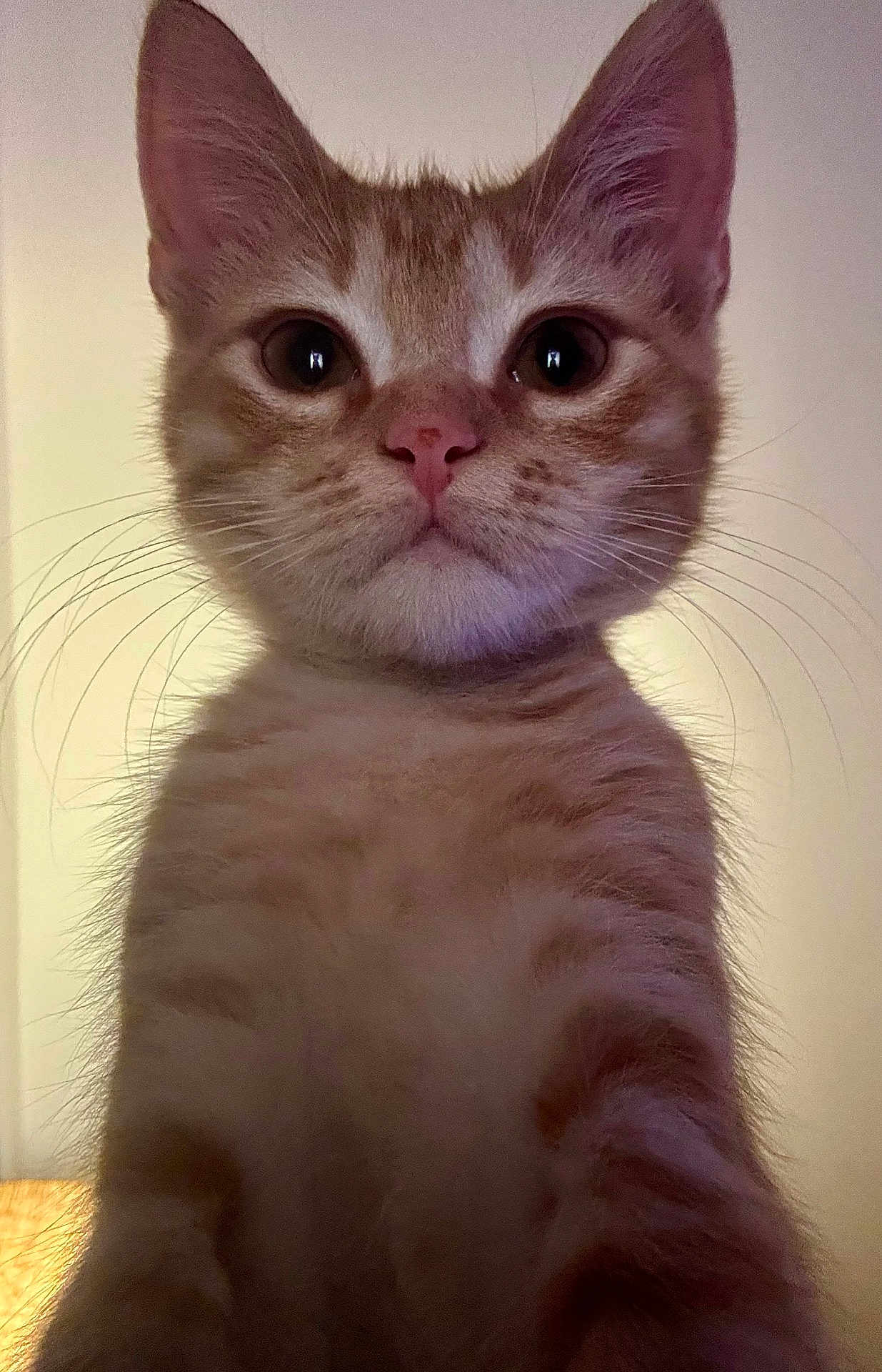 Tigrou