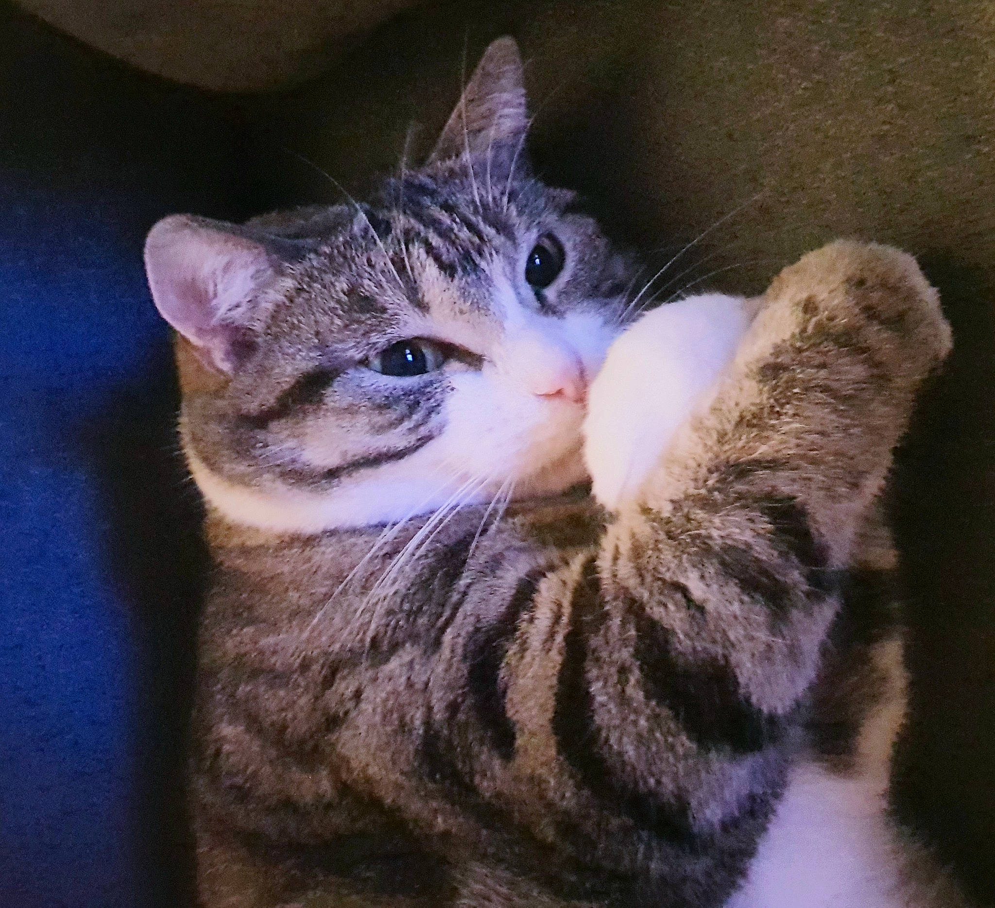 Bébé participe au concours pour gagner de l'argent avec cette photo : carnivore, cat, claw, domestic_short_haired_cat, door, ear, eye, felidae, fur, gesture, head, human_body, iris, leg, paw, small_to_medium_sized_cats, snout, tail, whiskers, window