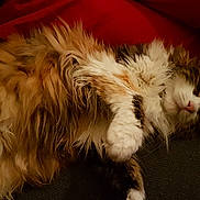 Twinkie participe au concours pour gagner de l'argent avec cette photo : carnivoran, cat, cat_like_mammal, domestic_long_haired_cat, fur, kitten, maine_coon, mammal, norwegian_forest_cat, persian, small_to_medium_sized_cats, snout, vertebrate, whiskers